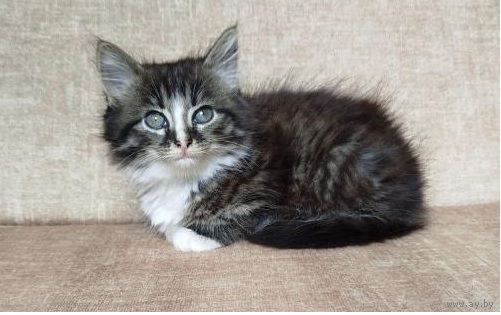 Котенок в дар