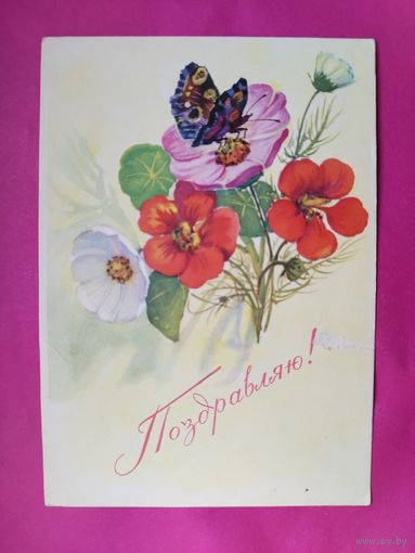 Поздравляю! Чистая. 1966 года. Мухин. 2025.