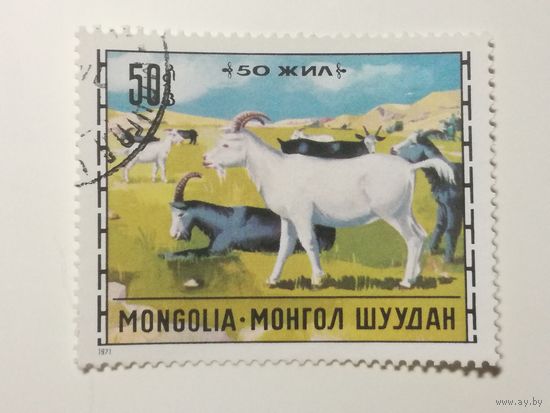 Монголия 1971. Животноводство. Коза