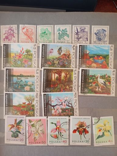 Флора сборный Польша