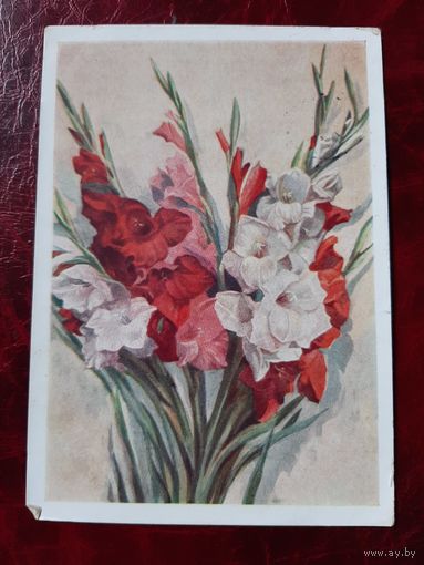 Гладиолусы худ. Р.Ф. Житков 1963 год