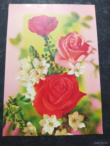 Розы. Италия