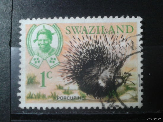 Свазиленд, 1969. Южно-Африканский дикобраз