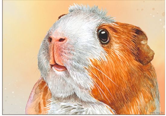 Морская свинка. Из серии "Домашние питомцы". Открытка, глянец