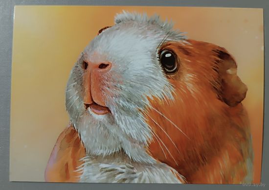 Морская свинка. Из серии "Домашние питомцы". Открытка, глянец