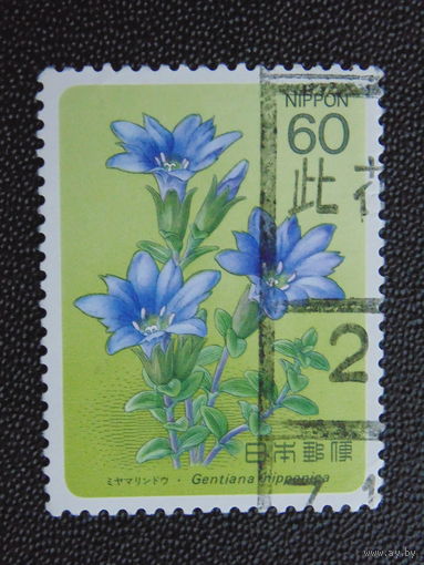 Япония. Цветы.