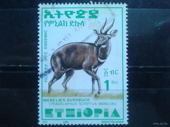 Эфиопия, 2000. Минелик Бушбок