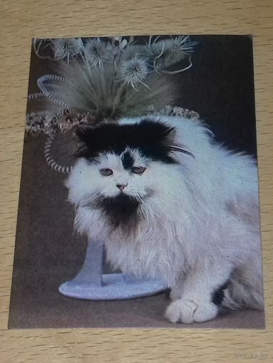 Календарик 1992 Госстрах БССР. Кошки. Коты