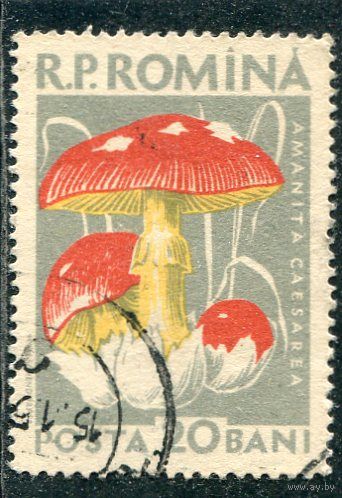 Румыния. Грибы
