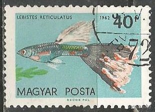Венгрия. Тропические рыбы. Гупии. 1962г. Mi#1822.