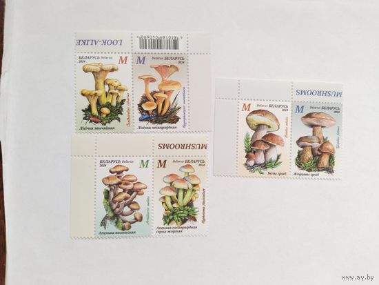 Беларусь 2024 6 м грибы