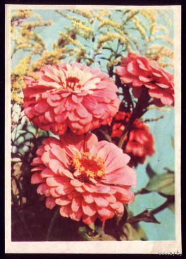 1966 год А.Ананьина Цинния
