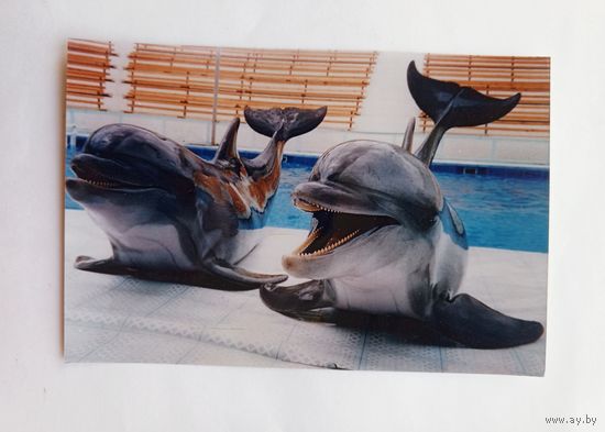 Фото из заграничного дельфинария