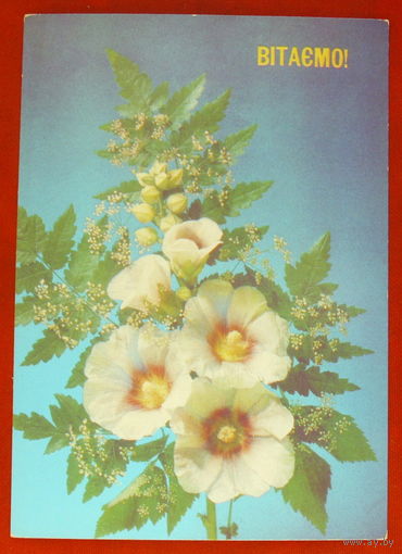 Витаемо! Поздравляем! Чистая. 1991 года. Дергилева. 983.