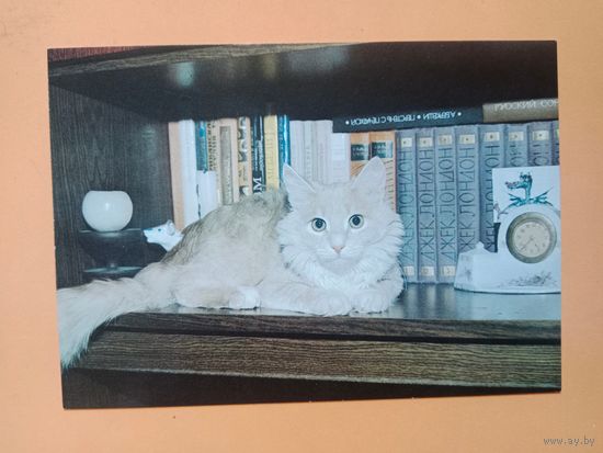 Открытка 1989