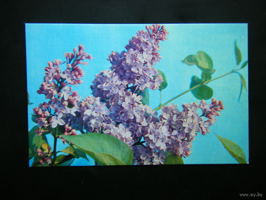 Открытка 1973г. из СССР Сирень 11.