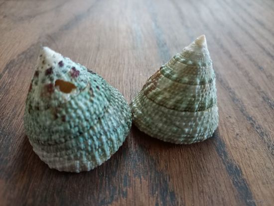 Ракушки Трохус Макулатус, 2 шт.