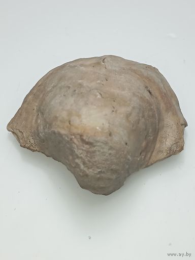 Ископаемый окаменевший моллюск Брахиопод .