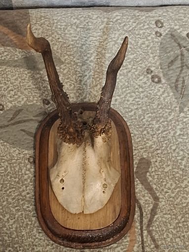 Рога косули