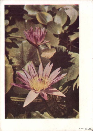 Кувшинки. Анфингер М.Я. Минсвязи, 1964 г.