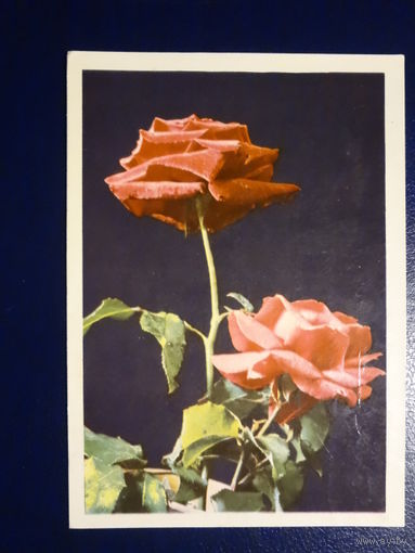 Розы.  1969 г.  подписанная.