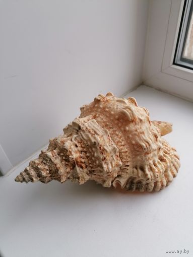 Раковина Морская, Большая