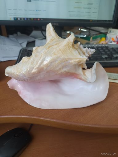 Морская раковина.