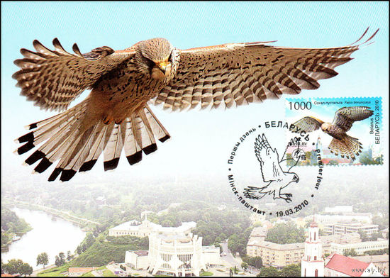 Птица года. Обыкновенная пустельга 2010 год Беларусь 1 картмаксимум