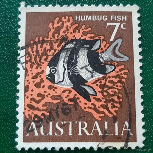 Австралия 1967. Фауна. Птицы. Humbug Fish