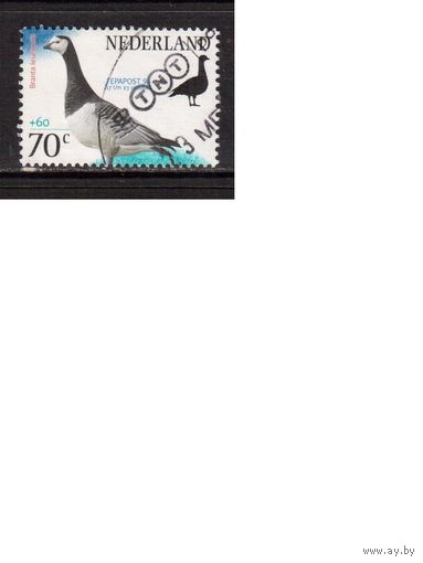 Нидерланды-1994,(Мих.1561) ,  гаш.,   Фауна, Птицы