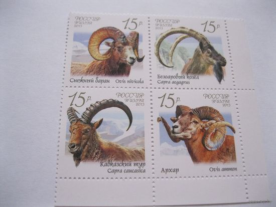 Горные козлы 2013 г.