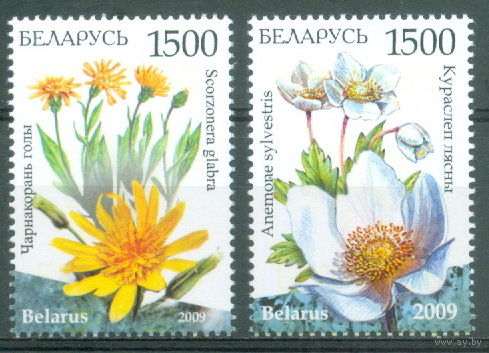 2009. 786-787. Козелец голый и Ветреница лесная