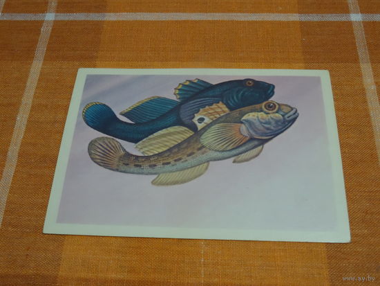 Открытка  Бычок-кругляк, Ю.Левиновский,1983 год