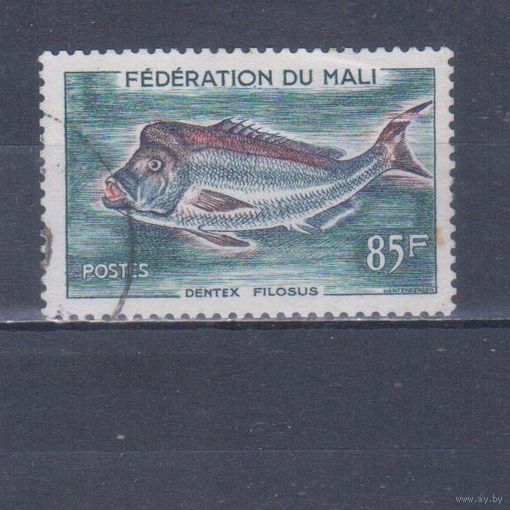 [2330] Мали 1960. Фауна.Рыба.85 ф. Концовка серии. Гашеная марка. Кат.гаш.3 е.