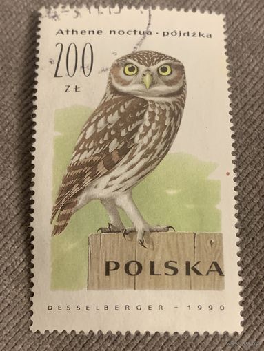 Польша 1990. Фауна. Сова. Athene noctua