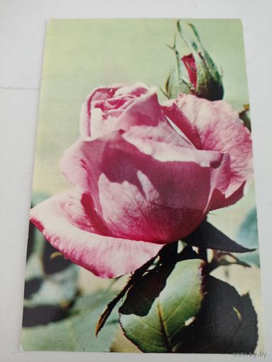 Чистая открытка "Роза" 1976г, фото Н.Матанова