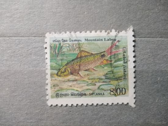 Шриланка.Фауна.