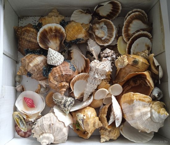Ракушки.