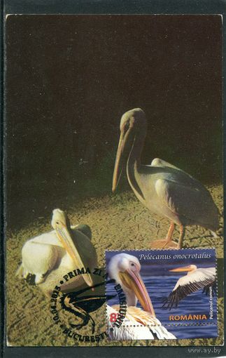 Румыния. КМ с СГ. Зоопарк Бухареста, Птицы. Пеликан