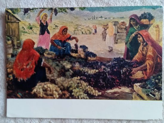 1959. Хабибуллаев. Сбор винограда