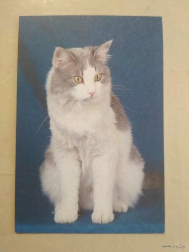 Карманный календарик. Кошки . 1996 год