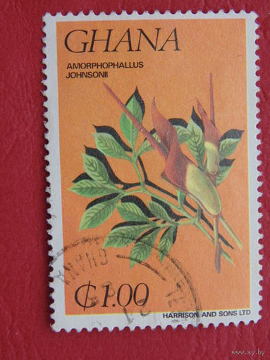 Гана. Цветы.
