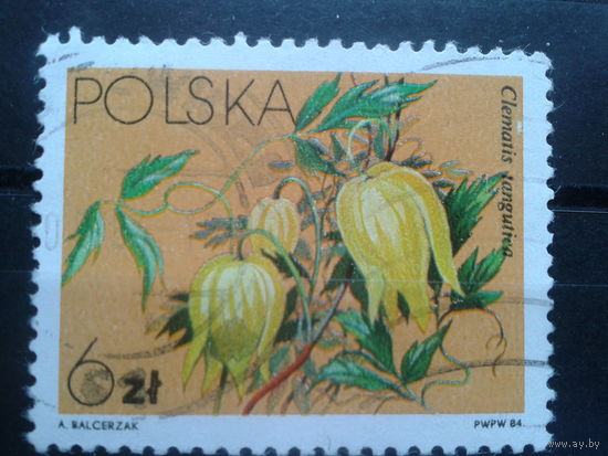 Польша, 1984, Клематис