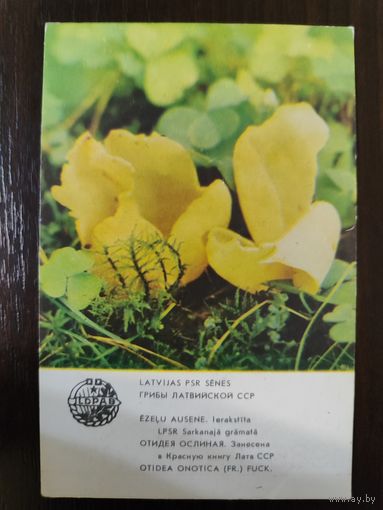 Календарик Прибалтика Отидея Ослиная