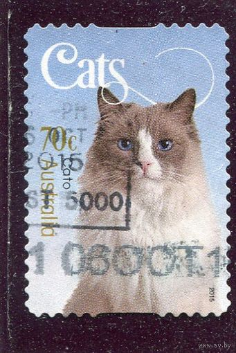 Австралия. Коты