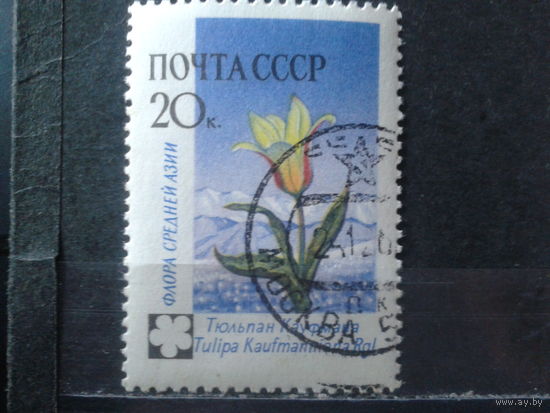 1960 Тюльпан с клееи без наклейки