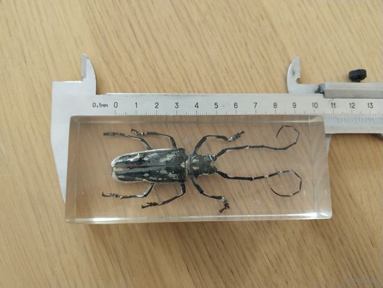 Жук усач. В искусственном стекле