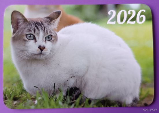 Кот. Календарик, глянец, 2026.ТРАСКО