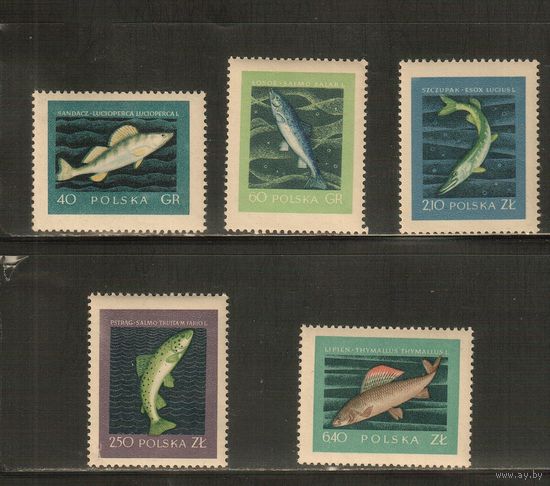 Польша-1958(Мих.1051-1055) , ** , Фауна, Рыбы,   (полная серия)