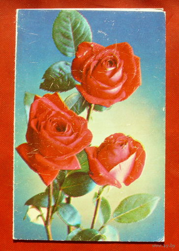С днём рождения! Чистая. Двойная. 1977 года. Фото Костенко. 1797.